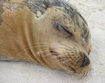 Galapagos Seal Resting